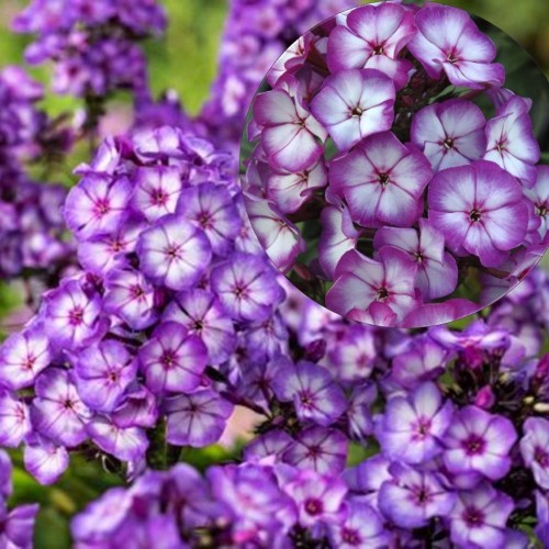 Phlox paniculata 'Sweet Summer Fantasy' - Aed-leeklill 'Sweet Summer Fantasy' P9/0,55L         